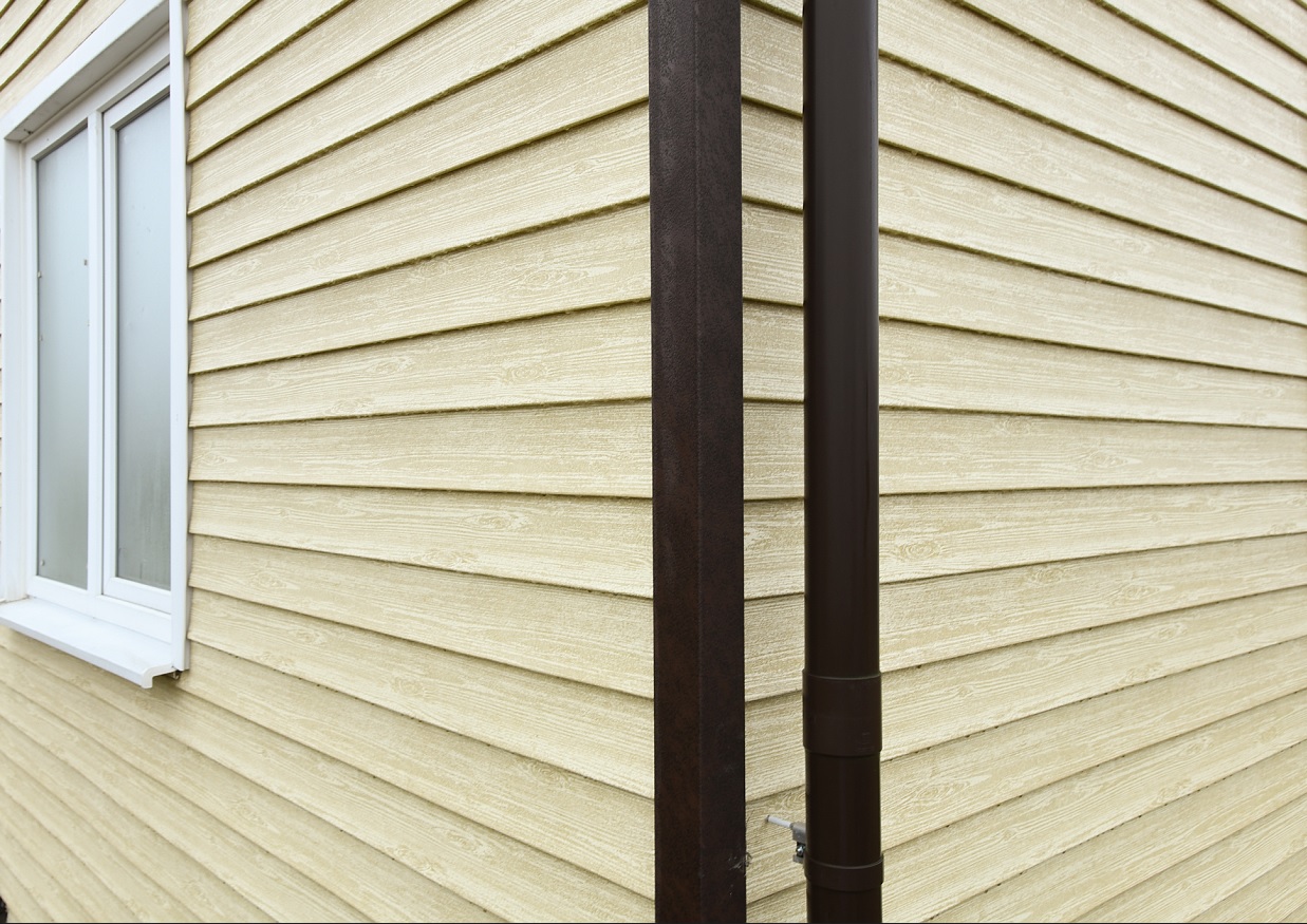 Ель Балтийская